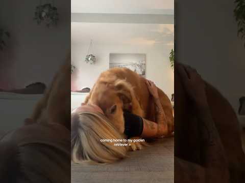 coming home to my golden retriever🥵 goldenretreiver dog ind…