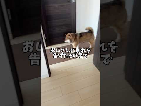 柴犬12歳🐕身体のメンテが大切？ サムネイル