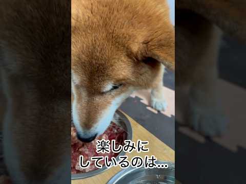 ’26.5.8 力丸の楽しみ… 柴犬 shibainu 柴犬のいる暮らし 柴犬の日常 食べる犬 眠い犬 力丸 サムネイル