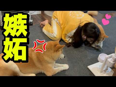 娘が姉犬を可愛がったら妹犬がヤキモチを妬いて大騒ぎになりました サムネイル