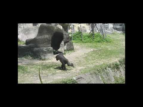 little gorilla brothers Jabali 5y3m old & Ringo 4y8m old. s… サムネイル