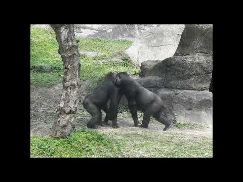 gorilla Tayari 15y old mom & son Jabali 5y4m old & nephew R… サムネイル