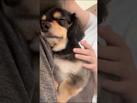 ママのお膝の上でふかふかと眠るアザラシが甘えん坊すぎる チワックス チワワ ダックス ダックスフンド サムネイル