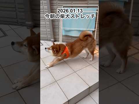 今朝の柴犬ストレッチdog doggie 柴犬 cutedog shibainu stretch routines y… サムネイル