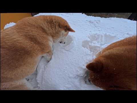 2026年3月20日(金) 人気の埋没オヤツ救出訓練【協力：ウラニワ警備の皆さん】 サムネイル
