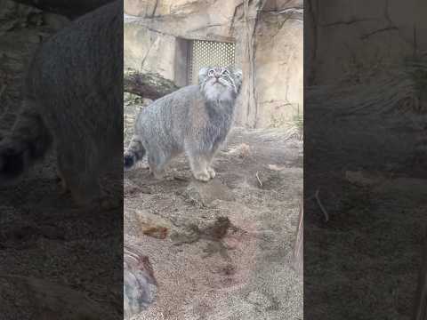 shorts かわいいアブちゃん　マヌルネコ　那須どうぶつ王国にて　2026年3月29日