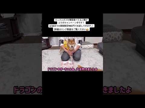 購入回数の縛りが無いので、安心してお試しできます♪偏食少食のワンちゃんの参考になりますように！＃ＰＲ サムネイル