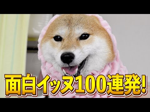 【シャンプー前の柴犬→ちょ、待てよ？！w】ツッコミどころ満載の面白犬動画100連発【爆笑イッヌ100連発】 サムネイル