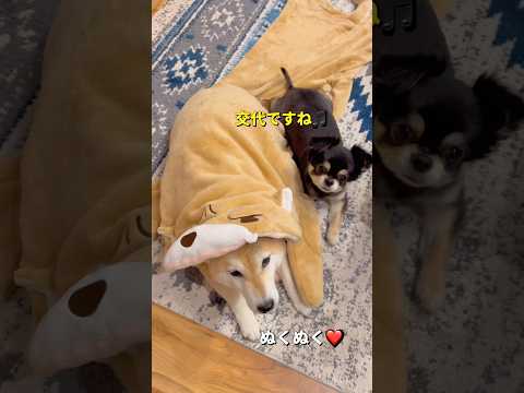 食べられた😂柴犬 チワワ shorts サムネイル