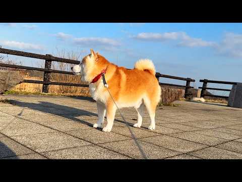 特に用事はないけど天気がいいので空港まで遠足してみる柴犬 サムネイル