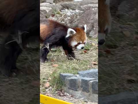 shorts チイタくん この後休憩に入りました〜　レッサーパンダ　浜松市動物園にて　2026年4月5日 サムネイル
