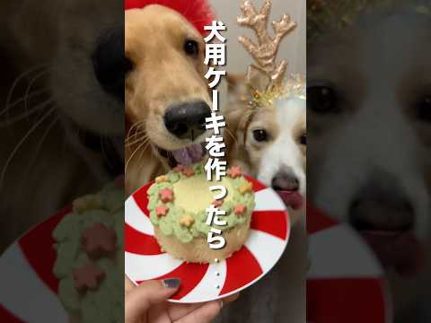 炊飯器でケーキを作ったら犬が暴走しました...【ゴールデンレトリバー・ボーダーコリー】 サムネイル