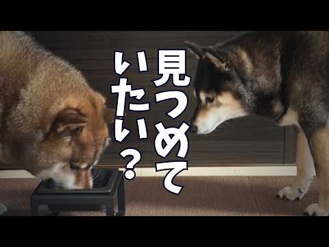 違和感あり？いつも柴犬12歳を監視しているのは？