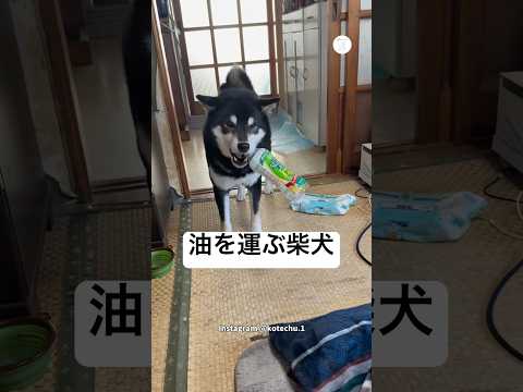 まさかの行動…油を運んでくる柴犬　柴犬　黒柴　犬　かわいい犬 面白い サムネイル