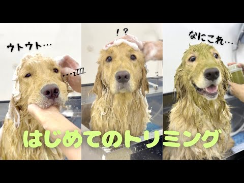 ファーストトリミングで桃尻にしてもらったら可愛くなりすぎた！！ サムネイル