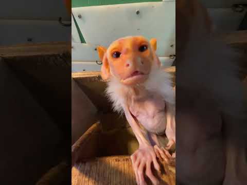 外は寒いけど温室で元気いっぱいなコモンおばあちゃん♪shorts おばあちゃん grandma コモンマーモセット サムネイル