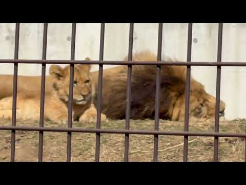 アース父さんとデンくん☺️ ライオンファミリー　のんほいパークにて　2026年2月13日 サムネイル