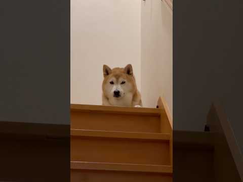 柴犬福 兄の出迎えで真顔な柴犬🤣Bro and Shiba🤣shorts 柴犬 shibainu funny funn…