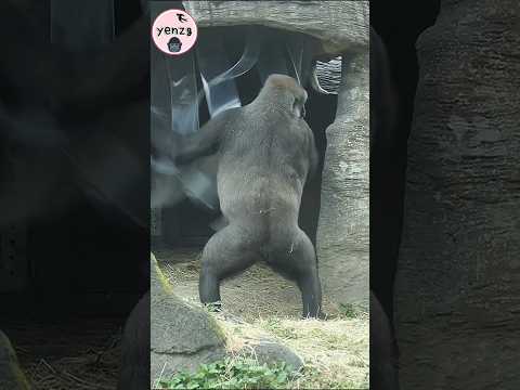 Tayari : 我要進去了😆 gorilla gorillatag taipeizoo 金剛猩猩 台北市立動物園 s… サムネイル