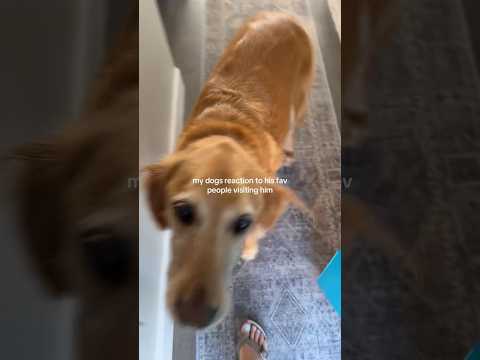 coming home to my golden retriever🥵goldenretreivers dog pup… サムネイル