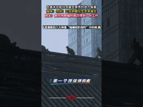 哈基米總能找到最顯尊貴的地方躲著 貓 貓咪 意外 有趣 萌寵 cat pets funny cute amazing… サムネイル