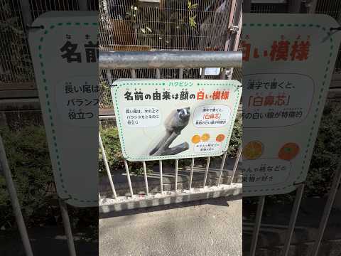 pshorts 朝のハクビシンさん　東山動植物園にて　2026年3月14日 サムネイル