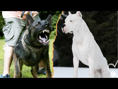 Before You Choose a Dog, Avoid These 4 Breeds サムネイル