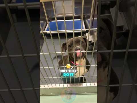 4 Lies Shelters Tell About Pit Bulls - And Why They Do It s… サムネイル