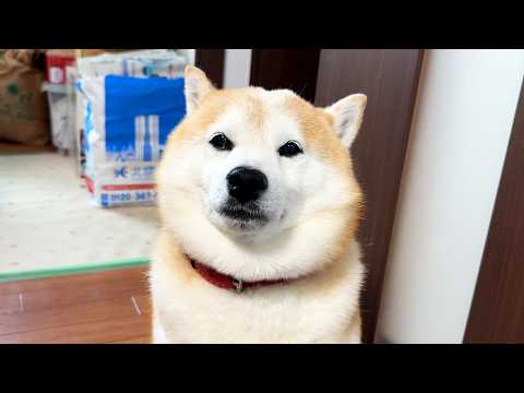 とても大事なものが届いたのに、同封のお土産にばかりこのようなりりしい顔をする柴犬 サムネイル