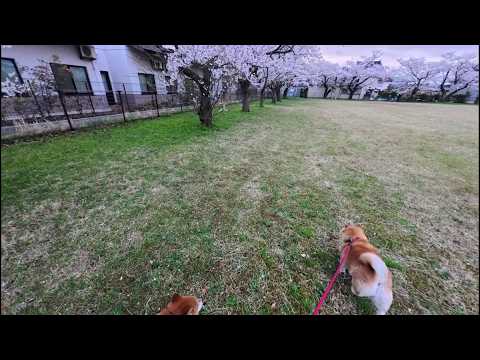 ゴールデンウィークのお花見をどうぞ！🌸🌸🌸 サムネイル