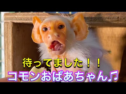 高齢猿のコモンおばあちゃん♫今年も無事に会え日がやってきました！！