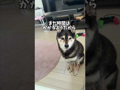 動かない飼い主！その時柴犬は…