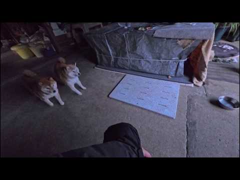 集合！首輪つけるよ！ サムネイル