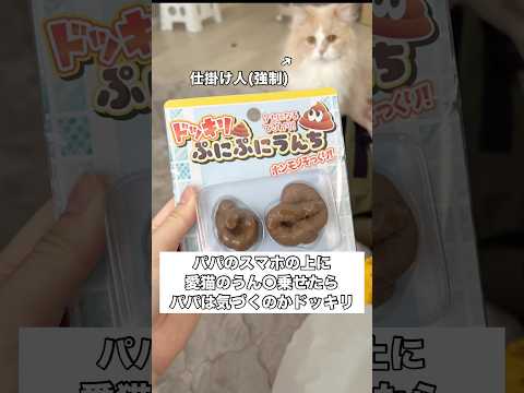 パパの携帯の上に猫のうん〇乗せてみたドッキリ😂 ミヌエット 愛猫 ドッキリ shorts サムネイル