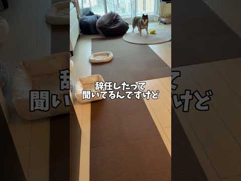 【まじか！】シニア犬が飼い主を見てびっくりしている理由🫨