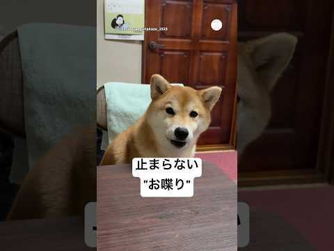 止まらない“おしゃべり”柴犬　　柴犬　犬　かわいい犬 犬のいる暮らし 面白い サムネイル