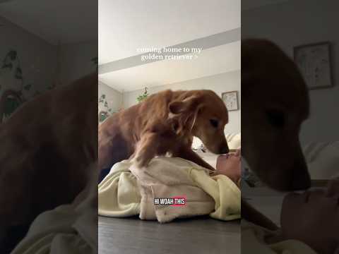 coming home to my golden retriever🥵 goldenretreiver dog ind…