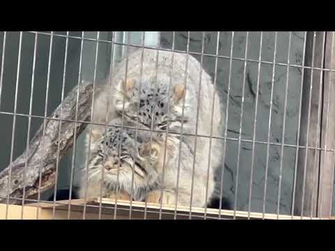 じゃれ合いはまだ続く🤭　マヌルネコのこども　東山動植物園にて　2025年12月15日 サムネイル