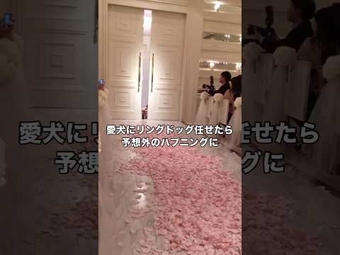 トイプードルにリングドッグ任せたらハプニング起きた リングドッグ トイプードル 結婚式 shorts サムネイル