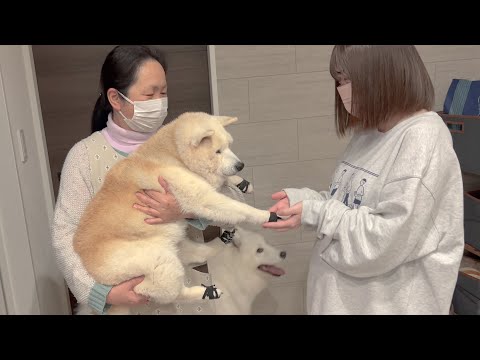 出産に向けて旅立つ嫁ちゃんにエールを送る柴犬とサモエド サムネイル