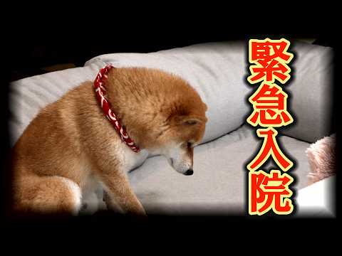 長男柴犬が危険な状態に陥り、緊急入院することになりました・・・