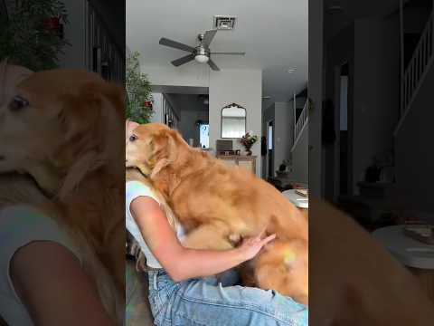coming home to my golden retriever🥵 goldenretreiver dog ind… サムネイル