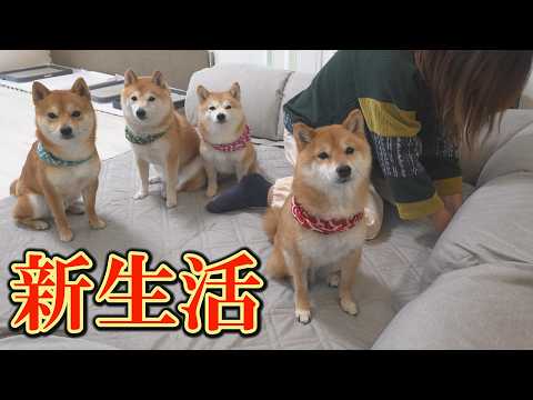 てんかん発作が続く中、気分転換に模様替えすると、興奮しすぎて手に負えない状態に・・・ サムネイル