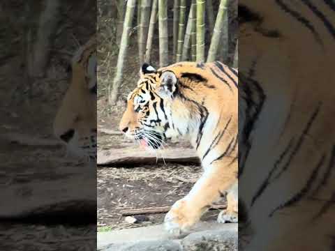 shorts サーシャちゃん　アムールトラ🐯　浜松市動物園IMG 8334 サムネイル