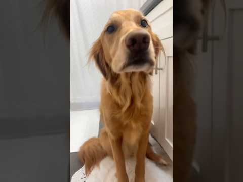 coming home to my golden retriever😍retreiver dog puppy gold… サムネイル
