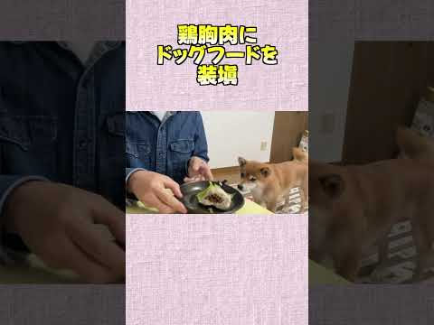 鶏胸肉に ドッグフードを 装塡　 神戸 柴犬 shiba shibainu 癒し サムネイル
