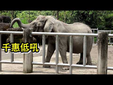 非洲象千惠大聲低吼拍動耳朵對友愷打招呼, 噴泥水降溫 elephant taipeizoo 台北市立動物園