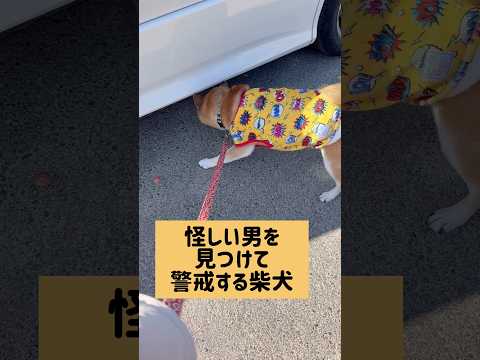 吠える先には… 柴犬 柴犬ロック サムネイル