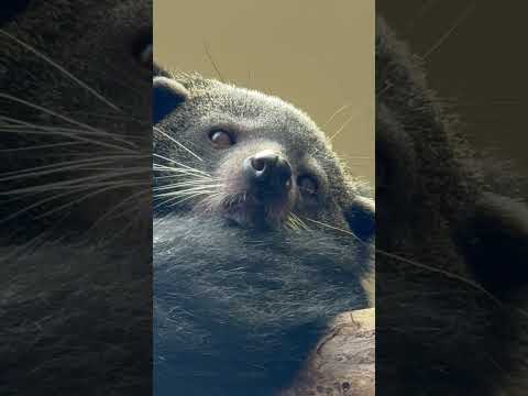 shorts お鼻ピコピコ シャロンちゃん　ビントロング　那須どうぶつ王国にて　2026年4月11日