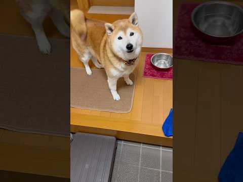 柴犬福 兄に車と言われ返事する柴犬🤣Brother and Shiba🤣shorts funny funnydog j… サムネイル